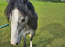 Project for the Future 2yr Welsh A Gelding with WPCS Papers