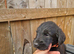 Giant schnauzer x Labrador puppys