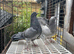 Garden fantails