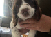 Seeking forever home