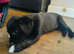 Collie x lab