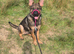 Male sable german shepherd pup