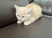 Cream british short hair (Emergency rehoming)