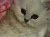 Persian chinchilla kittens