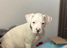 American bulldog female