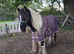 Ride and drive 13.2 cob mare