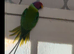 Plum head male for sale