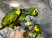 Hand-Rearing Baby Friendly Super Tame Blue Front Amazon Parrot,30