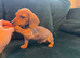 Dachshund puppies