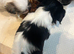 Shih tzu X Lhasa apso