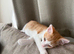 FREE kitten with accessories
