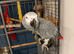 SUPER TAME AFRICAN GREY PARROT