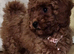 Stunning Fox-red Cavapoo Puppies