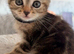 Five beautiful kittens ready for their new homes