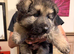 One puppy left, long haired GSD