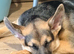 6mth old German Shepherd