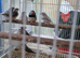 Mix colour zebra finches