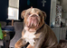 British bulldog pedigree 5 gen papers