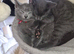 Russian Blue kittens