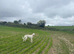 Female Lurcher