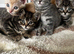 5 male kittens