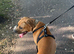 Beautiful 8 month old Cane Corso looking for his forever home