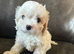Cavachon pups ready now boys only