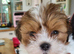 KC Reg Pedigree Lhasa Apso
