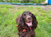 4 year old cocker spaniel