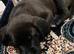 9 weeks old cane corso f1 female puppy to rehome