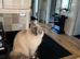 Ragdoll wanted 5 years old +