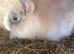 Angora buck/vaccinated