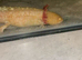 Axolotl girl and tank