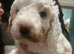 Four Beautiful F2 Cockapoo Puppies