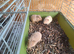 3 x Baby Guinea Pigs Brothers