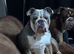 Gorgeous Olde English Bulldogges