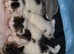 2 Kittens looking for new home
