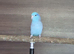 Parrotlets