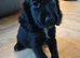 Cocker spaniel 2 black boys ready to leave
