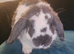 2 beautiful 4 month old male mini lops