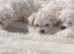Maltese puppies