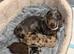 Miniature Dachshund puppies