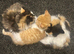 4 fur baby’s looking for there new homes