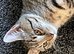 Maine coon / domestic kitten