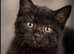 Norwegian forest cat cross