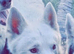 Beautiful nearly 2-year-old Siberian Husky looking for his forever home.