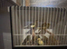 Job lot of canaries for sale