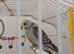 Beautiful baby budgies