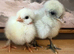 Showgirls F1 Silkie x Turken Naked Neck