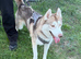 male siberian husky 2 1/2 years old